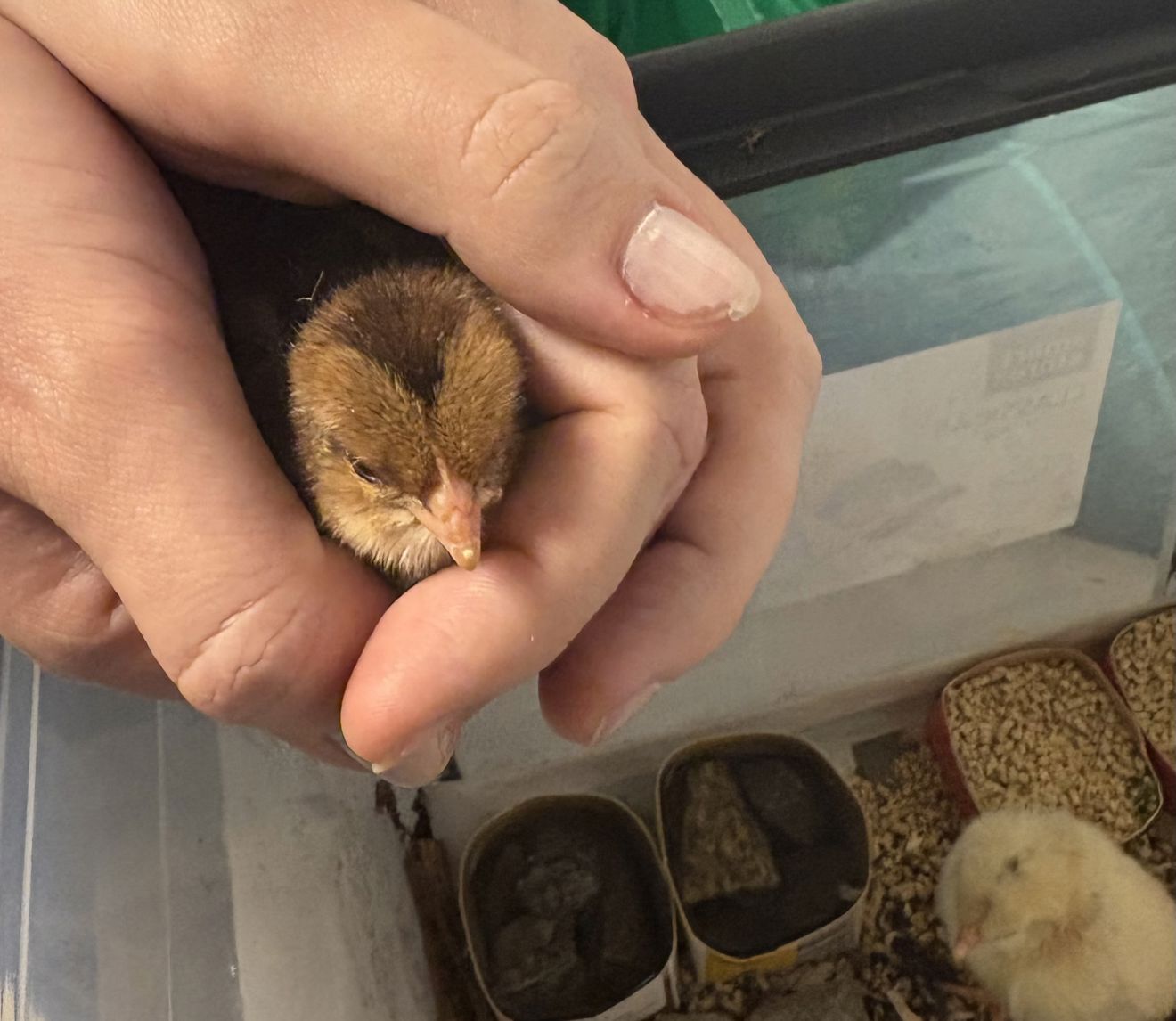 en person som holder et lite dyr