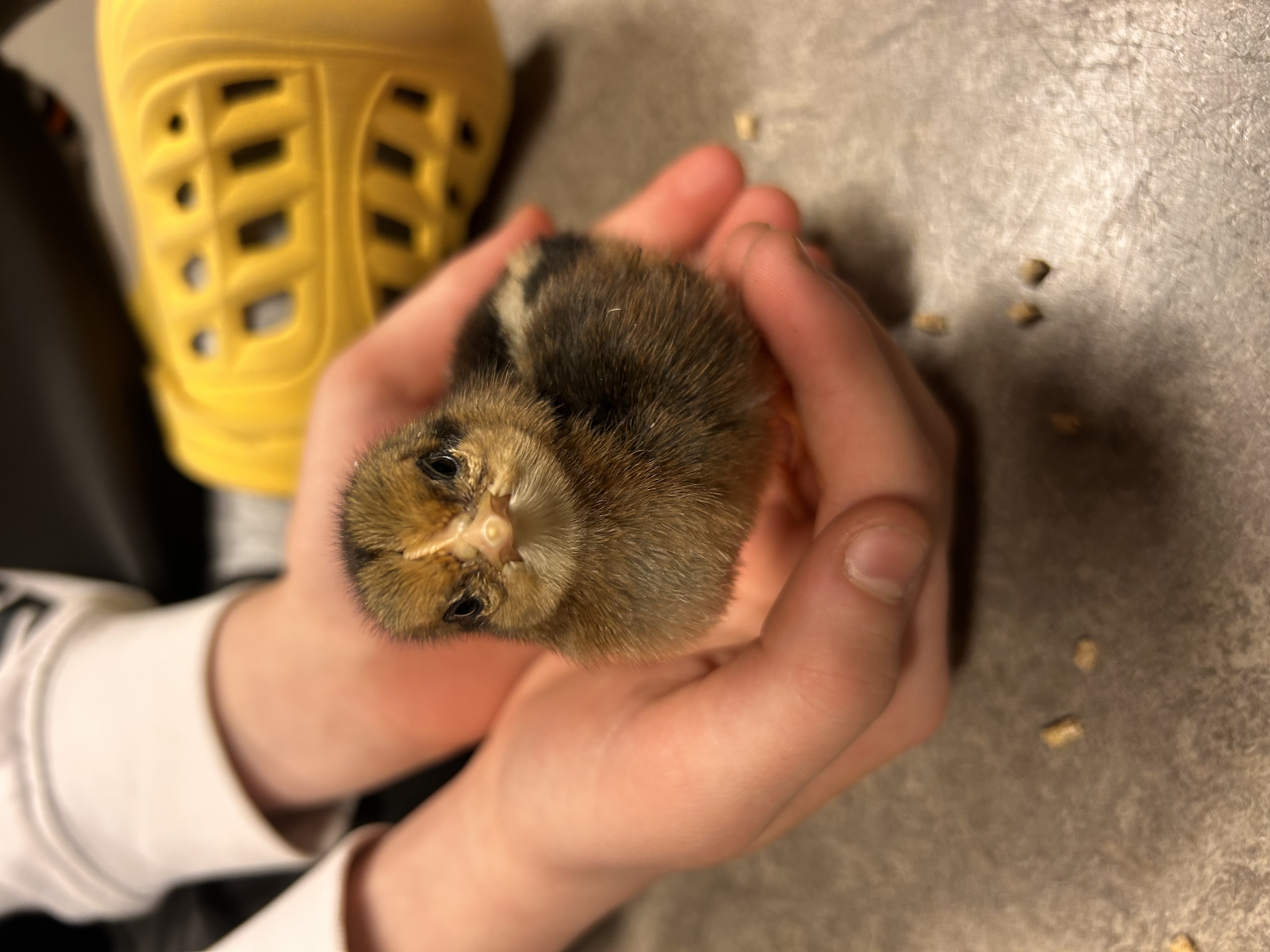 en person som holder et lite dyr