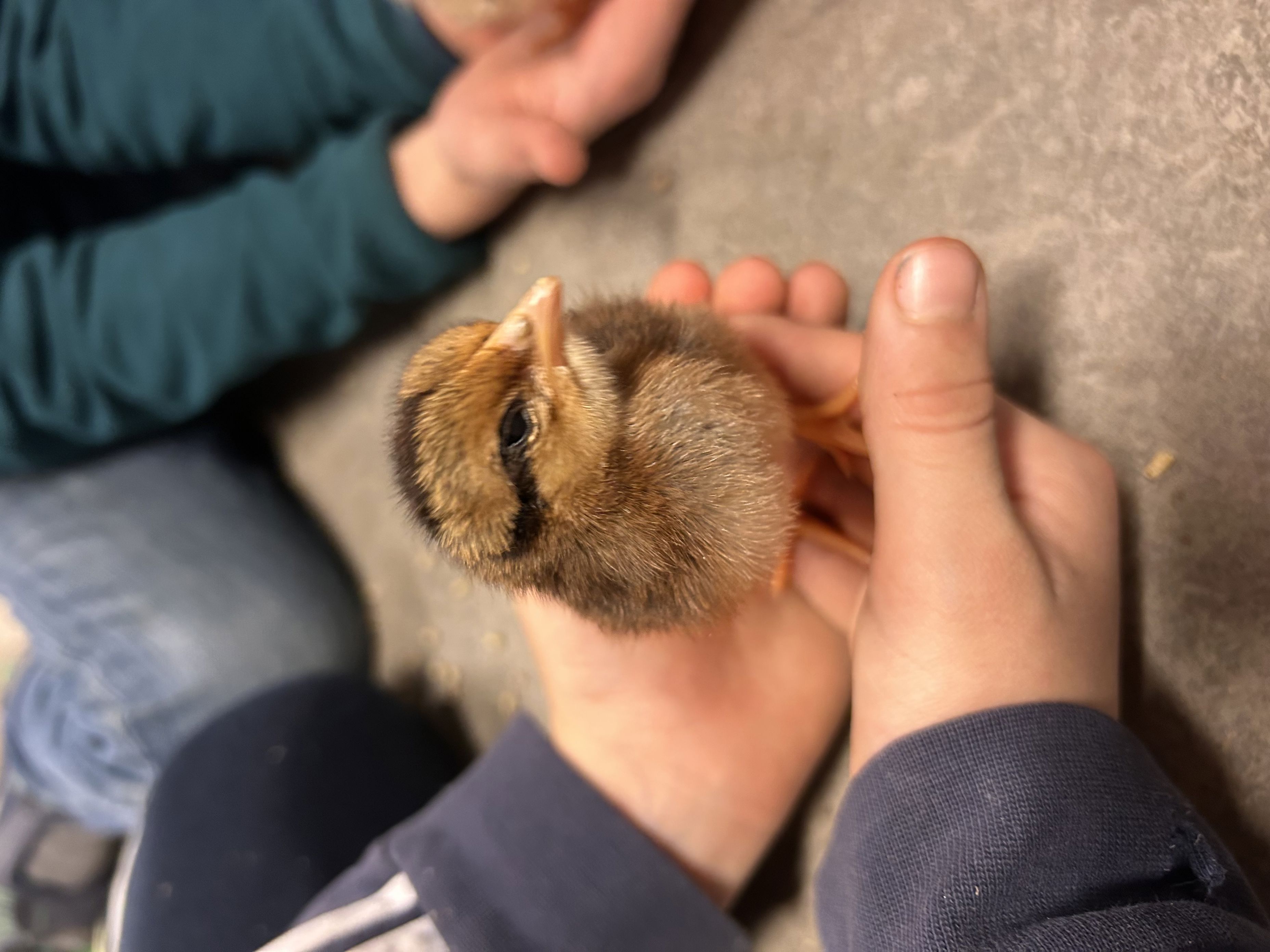 en person som holder en babykylling