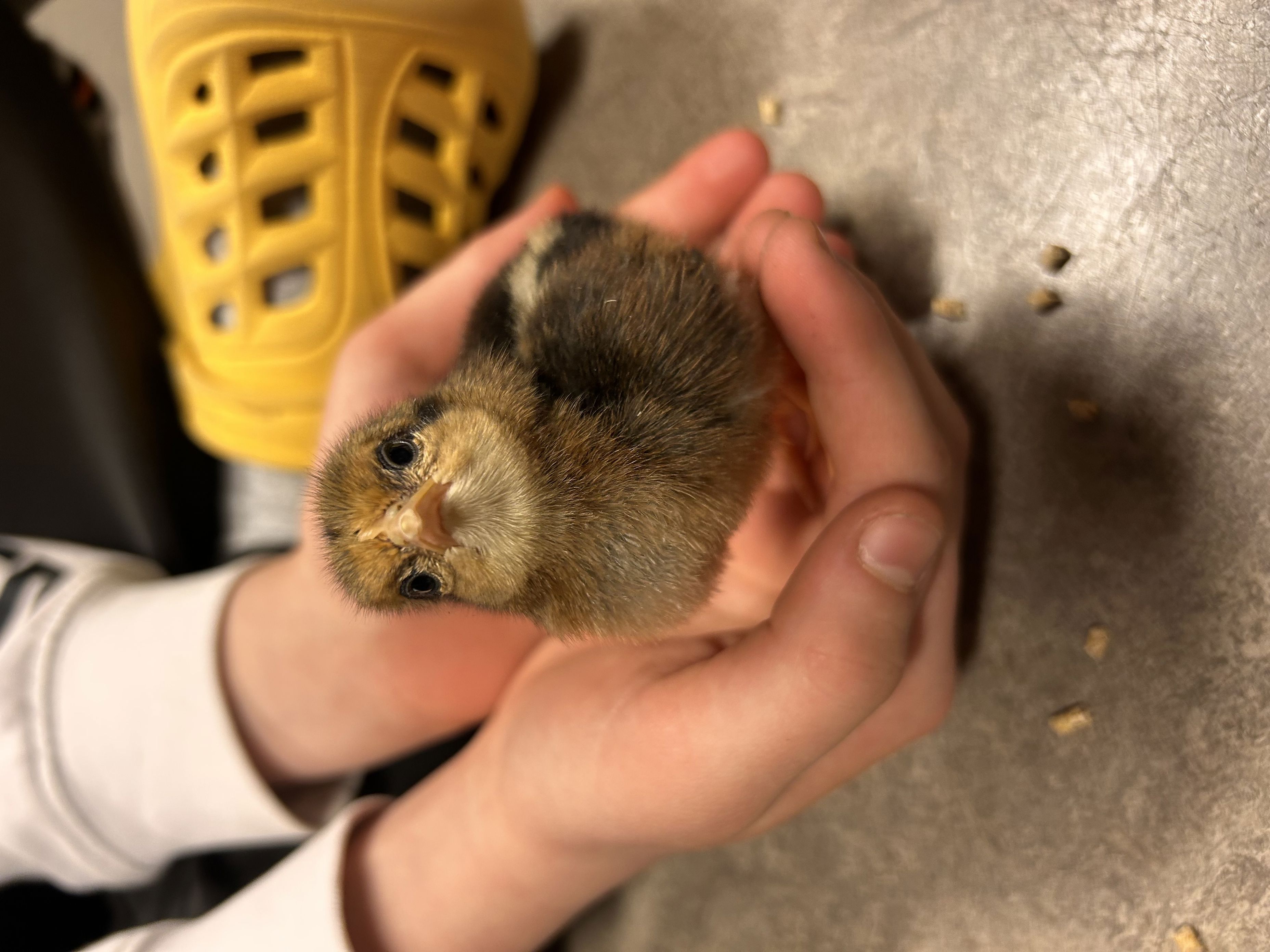 en person som holder et lite dyr