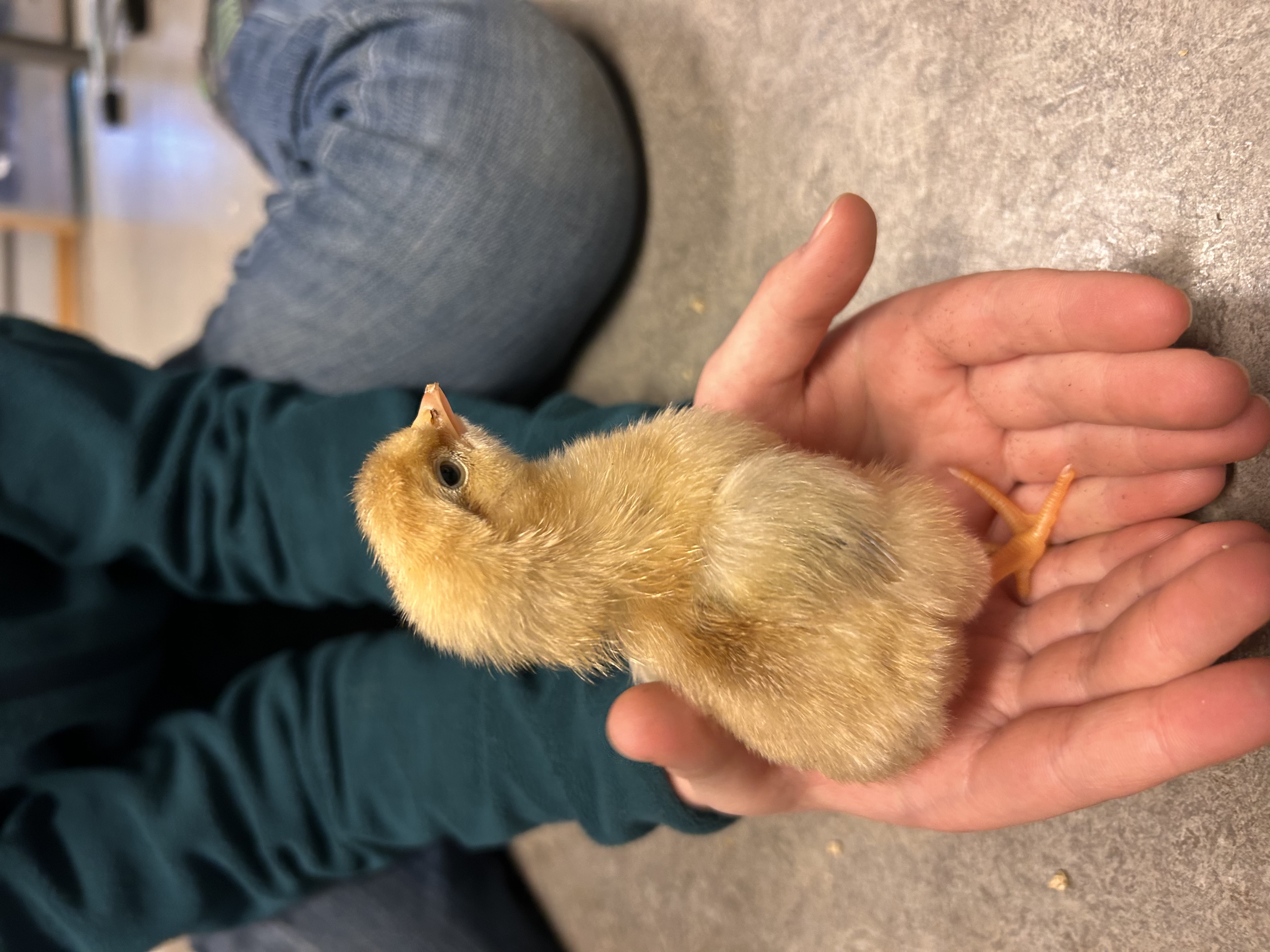 en person som holder en liten kylling