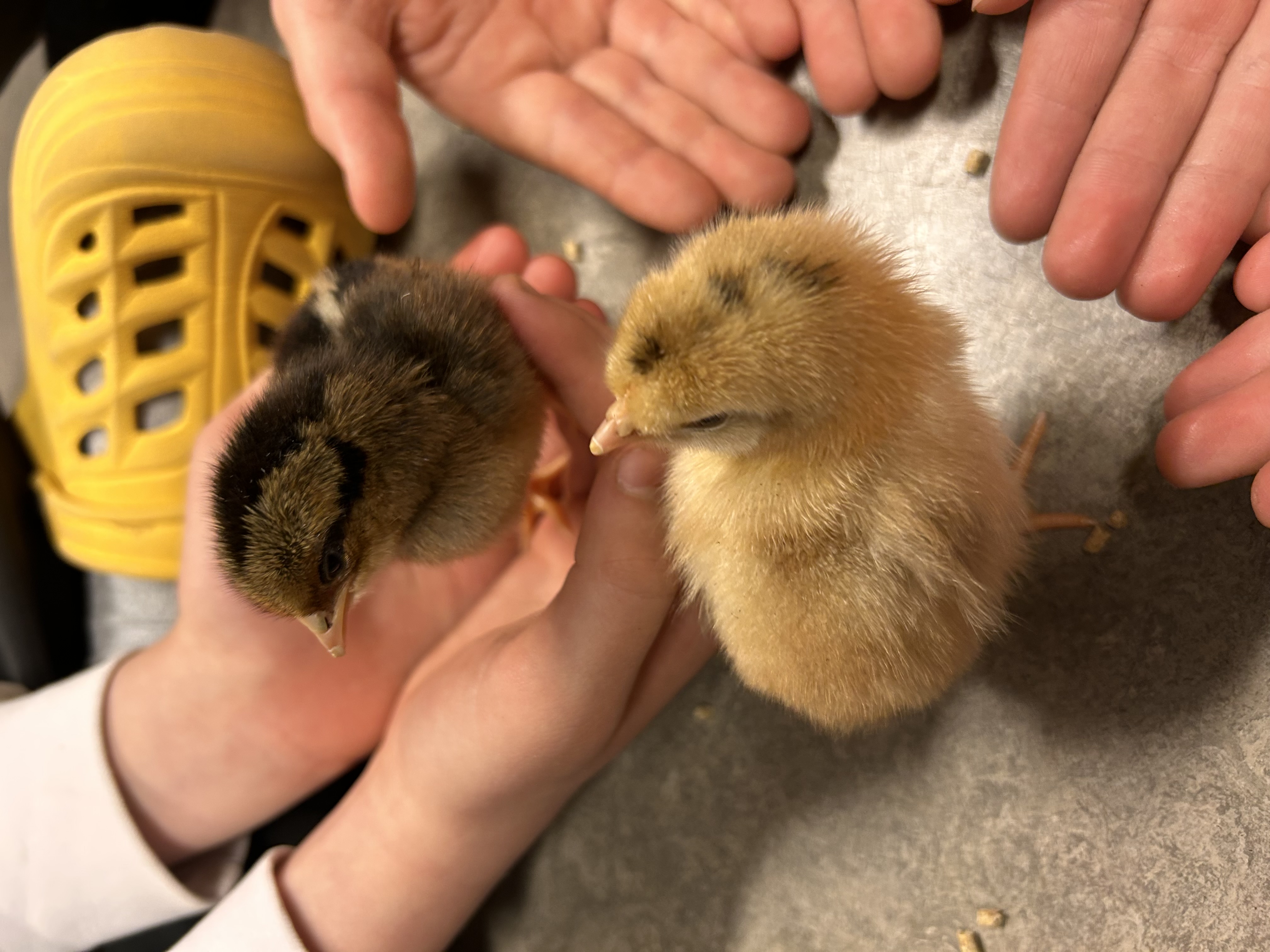 en person som holder et par gnagere