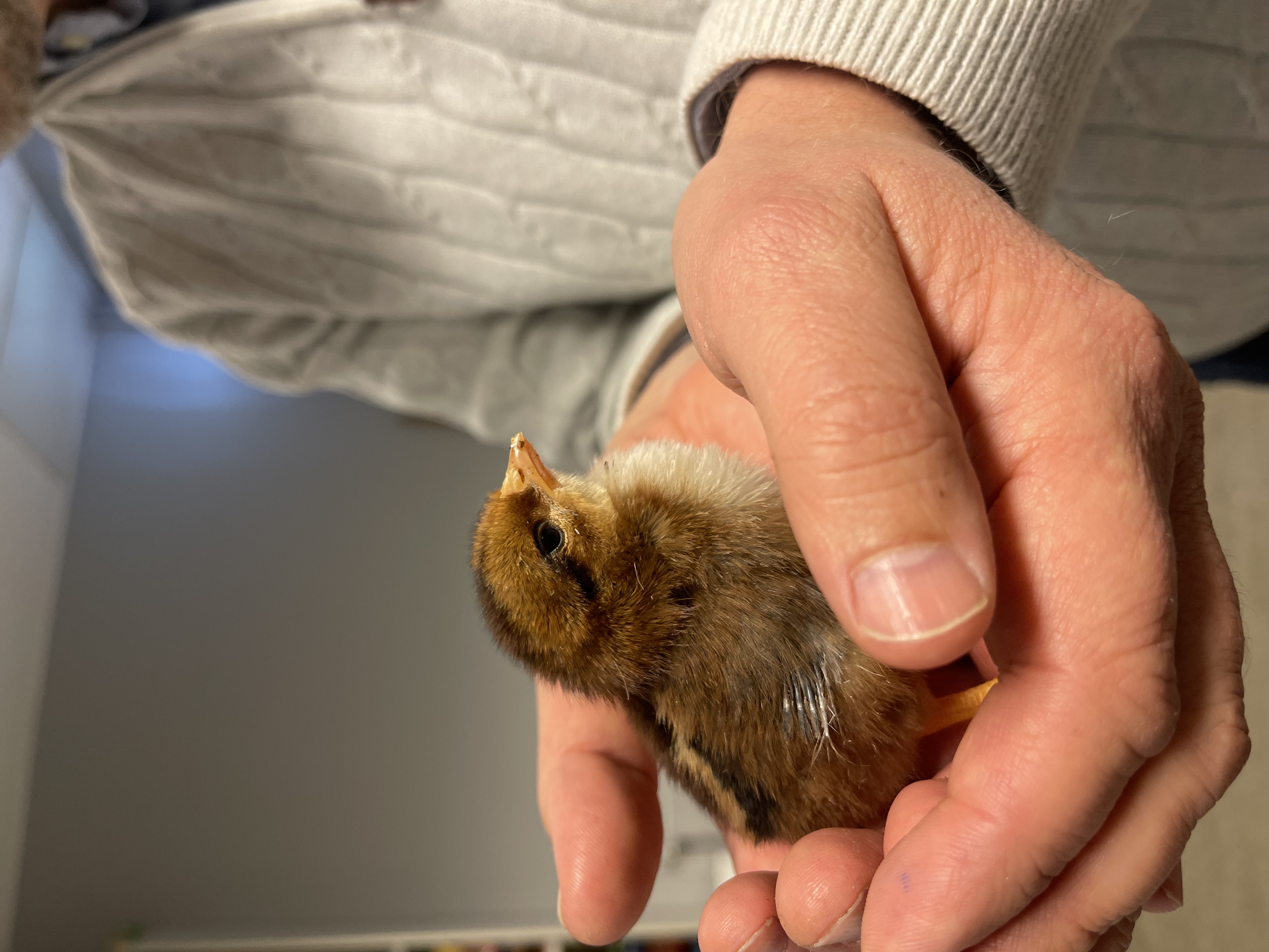 en person som holder en liten fugl