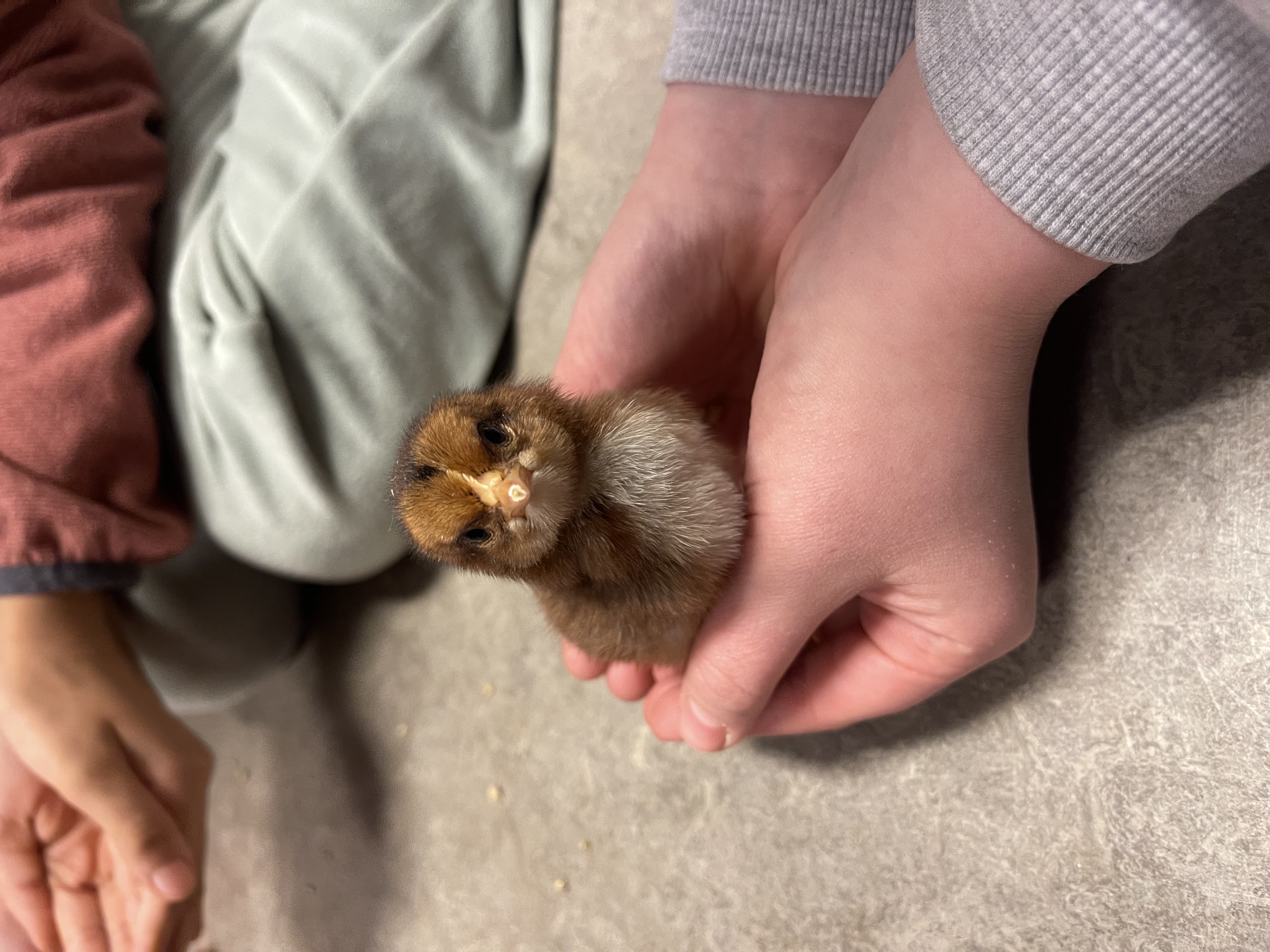 en person som holder et lite dyr