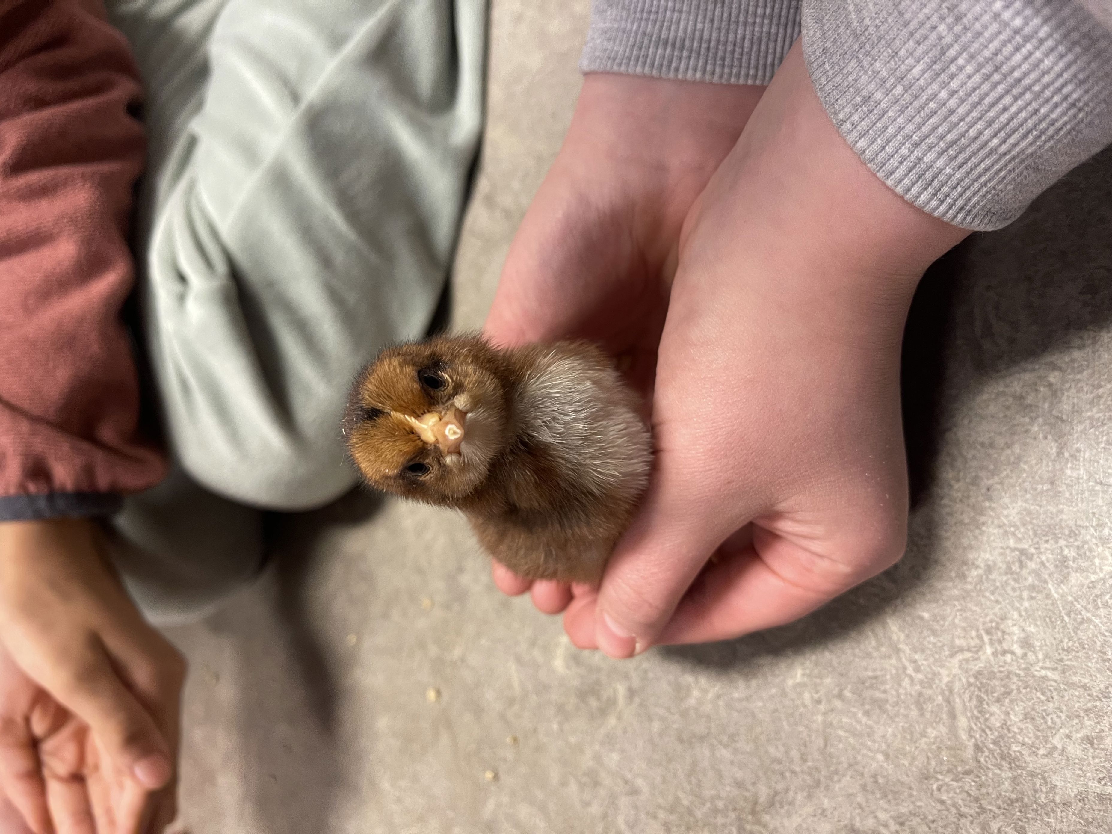 en person som holder et lite dyr