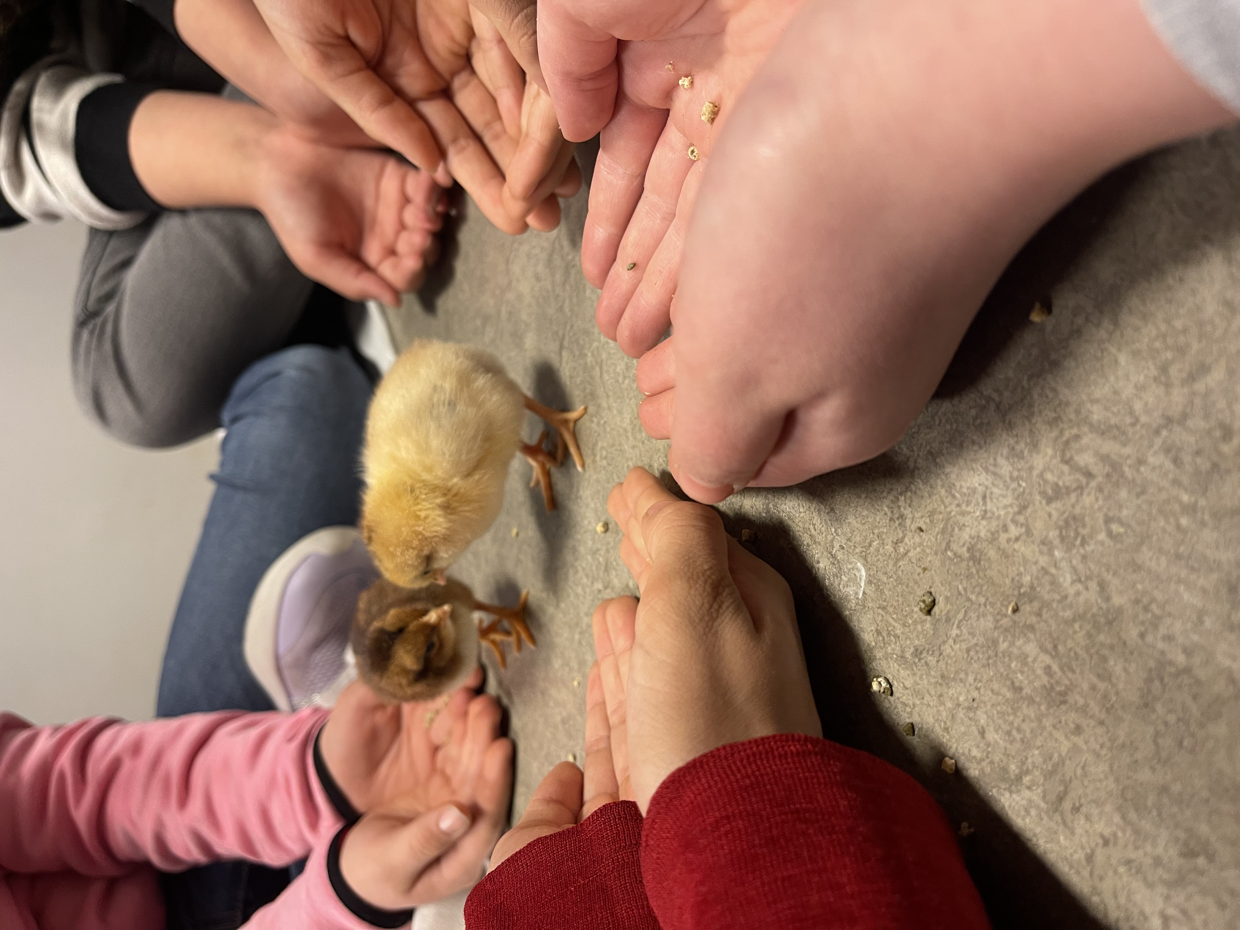 en gruppe mennesker som holder hender med en liten gul fugl på