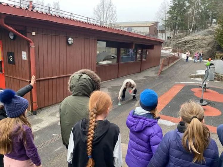 en gruppe mennesker som ser på en hund som leker på en trampoline