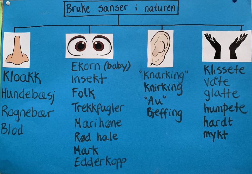 Hva kan vi sanse i naturen