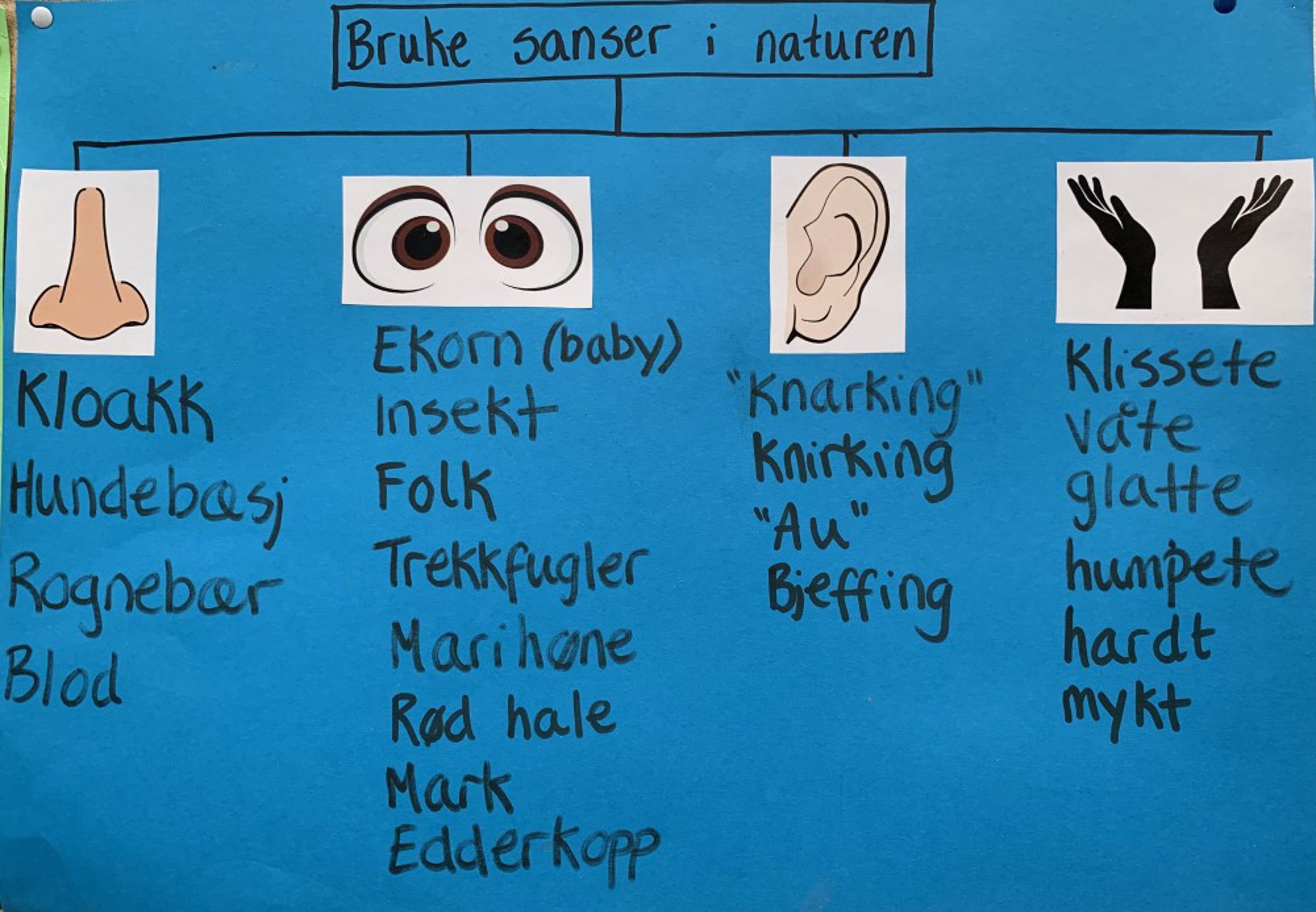 Hva kan vi sanse i naturen