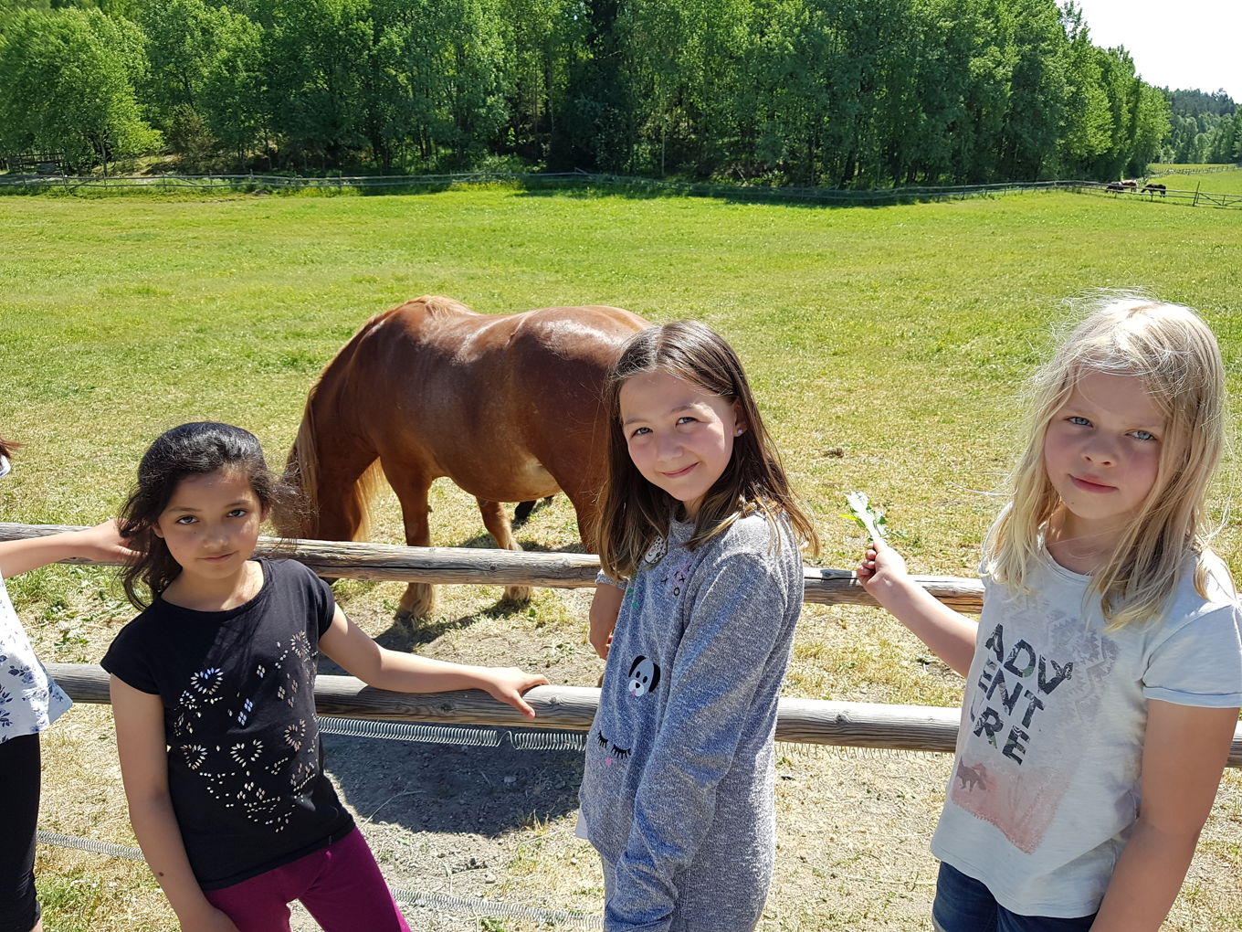 Foto: Elever på 3.trinn besøker gården. Elever på 3.trinn besøker gården.