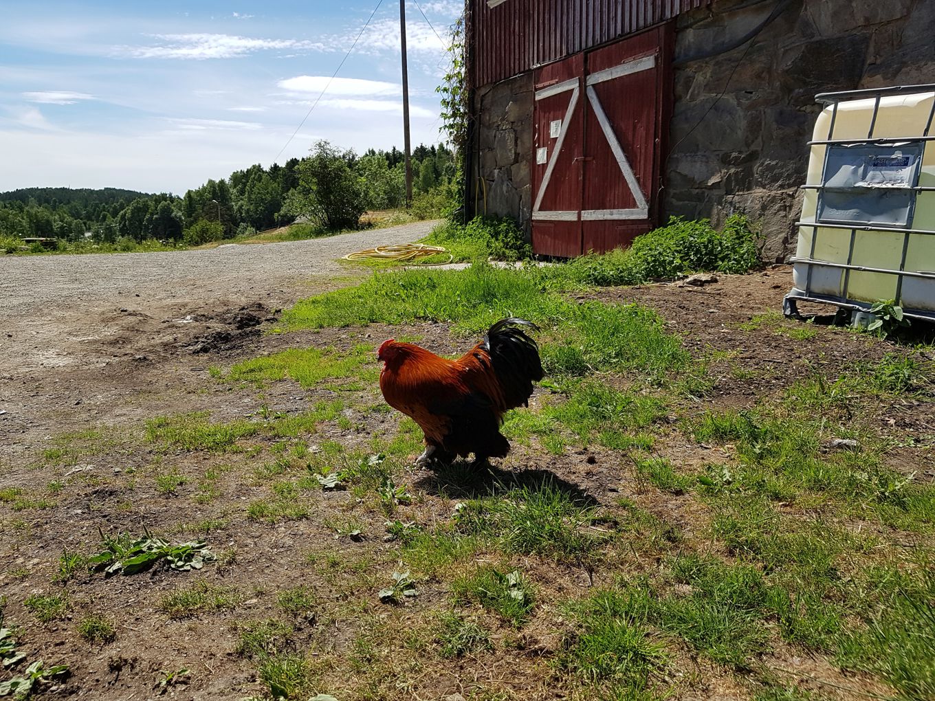 Foto: Høne fra Søndre Aas gård Høne fra Søndre Aas gård