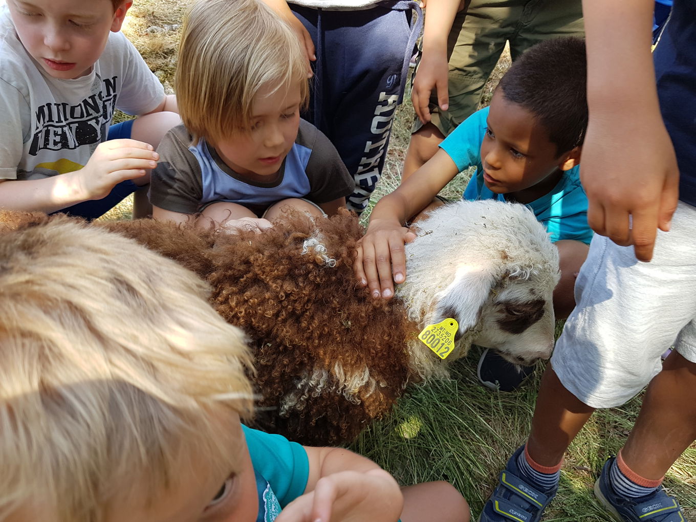 Foto: Elever på 3.trinn besøker gården. Elever på 3.trinn besøker gården.