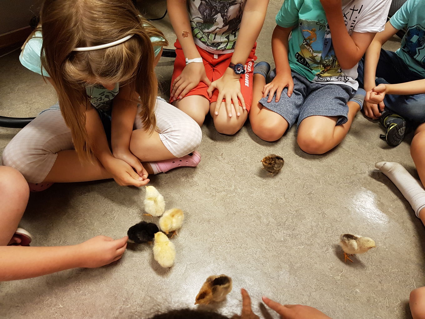 Foto: 3.trinn klekket kyllinger i rugemaskin og tok vare på dem en uke. 3.trinn klekket kyllinger i rugemaskin og tok vare på dem en uke.