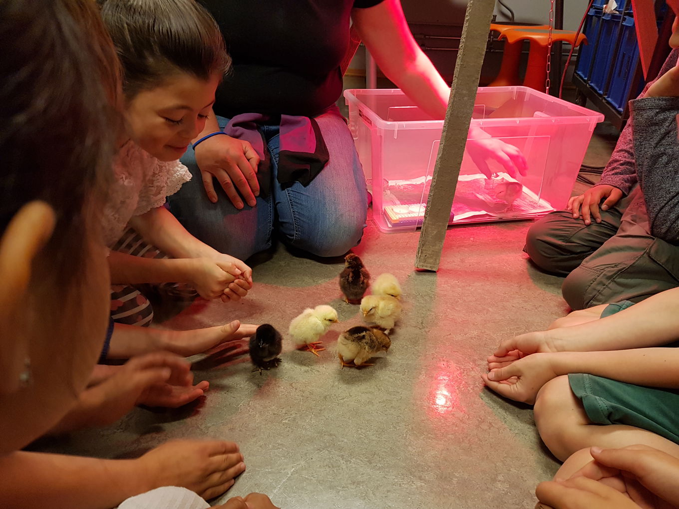 Foto: 3.trinn klekket kyllinger i rugemaskin og tok vare på dem en uke. 3.trinn klekket kyllinger i rugemaskin og tok vare på dem en uke.