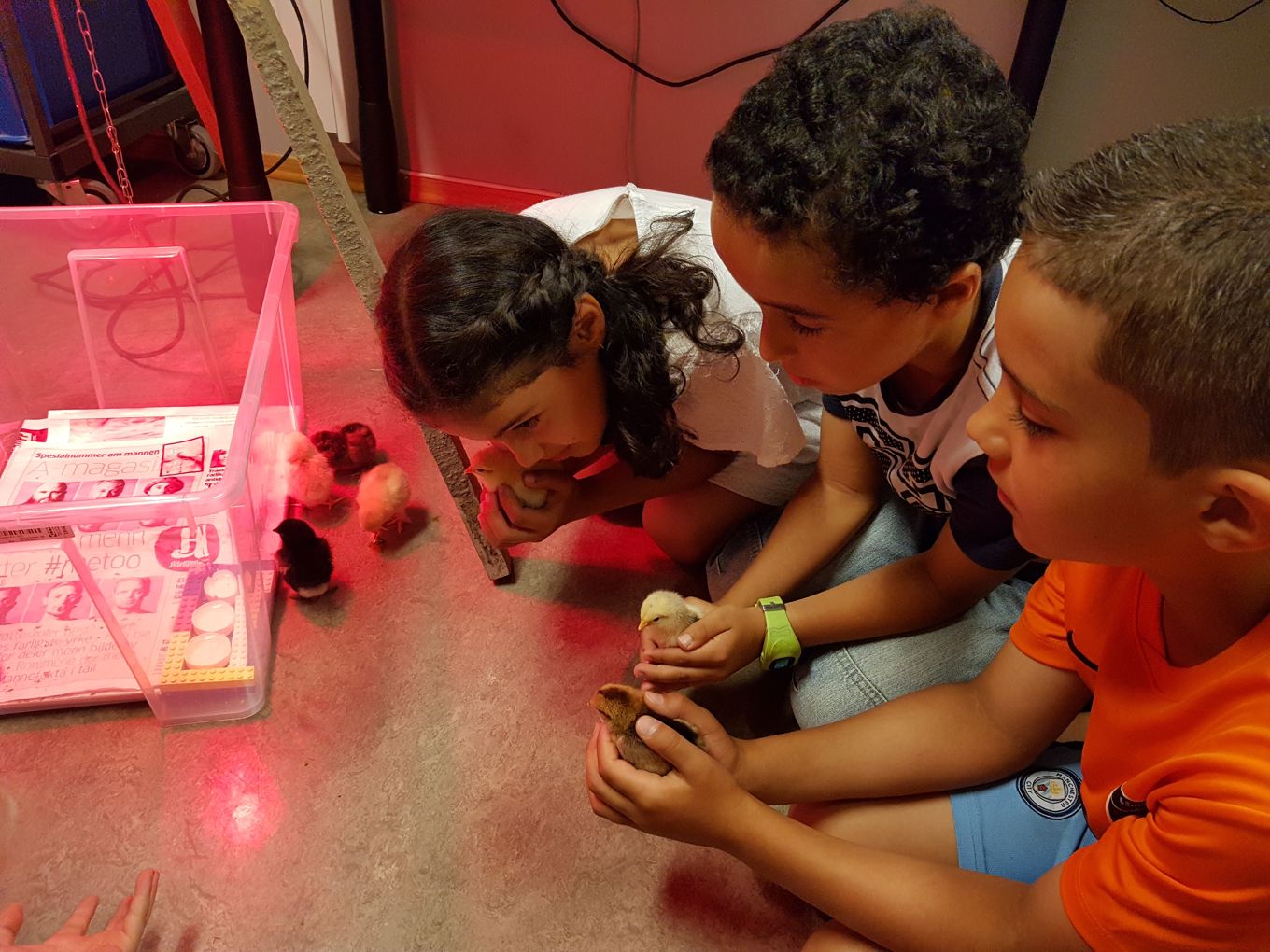 Foto: 3.trinn klekket kyllinger i rugemaskin og tok vare på dem en uke. 3.trinn klekket kyllinger i rugemaskin og tok vare på dem en uke.